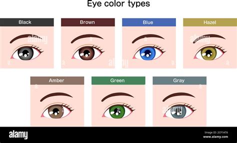 Human pupil eyeball variations / eye color types illustration Stock Vector Image & Art - Alamy