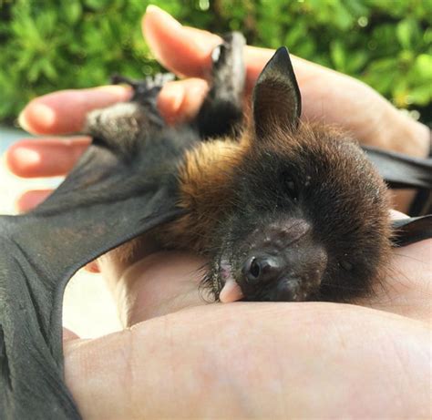 Animal lover spends her Maldives holiday with a fruit bat