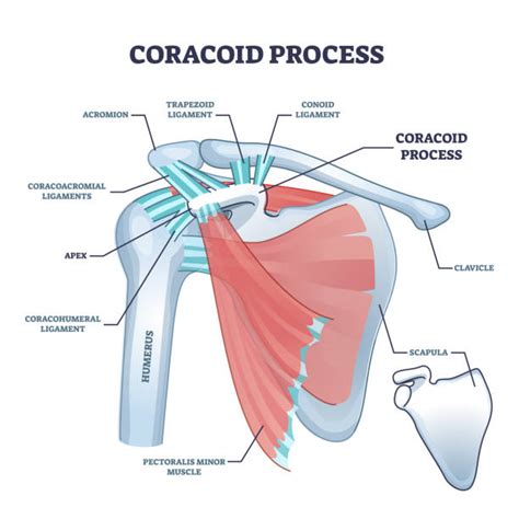 510+ Coracoid Process Stock Photos, Pictures & Royalty-Free Images - iStock