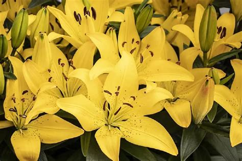 Stargazer Lilies for Sale - Buying & Growing Guide - Trees.com