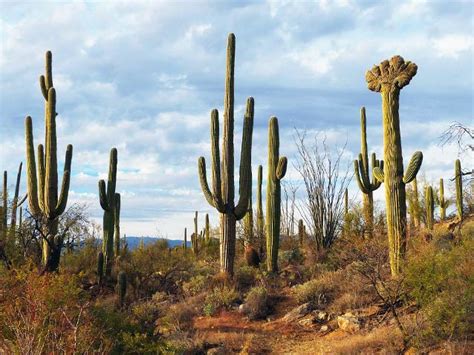 Saguaro Cactus: Sentinel of the Southwest (U.S. National Park Service)