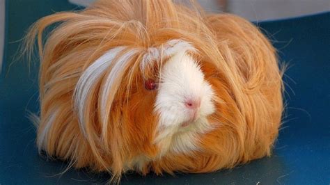 A Hairy Guinea Pig | 9 Things That Look Distinctly Like Gucci's Hairy Shoes | POPSUGAR Fashion