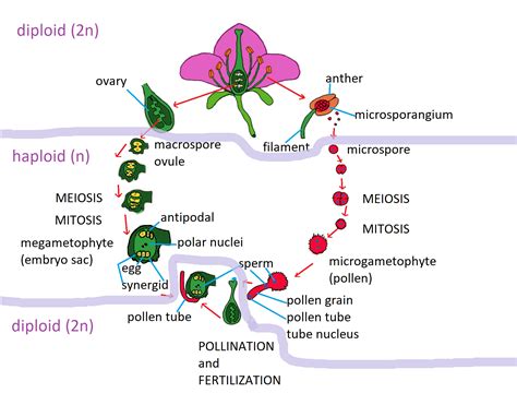 Diagram the general plant life cycle. Which stages are haplo | Quizlet