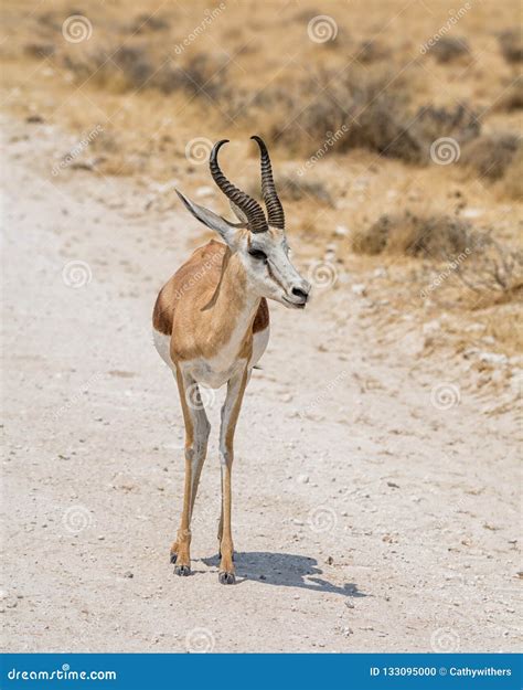 Springbok Antelope stock photo. Image of bushveld, springbuck - 133095000