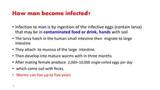 Trichuris trichiura | PPT