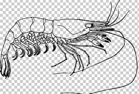 Prawn Shrimp Drawing PNG, Clipart, Animals, Artwork, Black, Black And White, Black Boat Free PNG ...