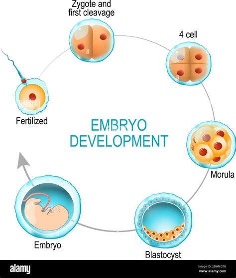 Human Embryonic Development Timeline