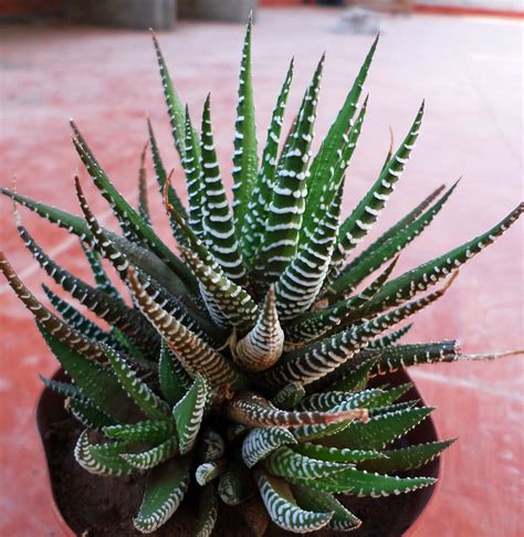 11 BEST INDOOR SUCCULENTS | Cactus plants, Planting succulents, Cacti and succulents