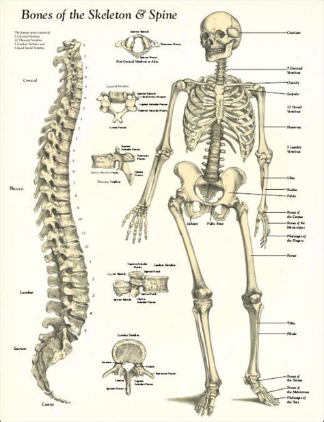 Brom Bones And Ichabod Crane Venn Diagram Brom Bones Disney