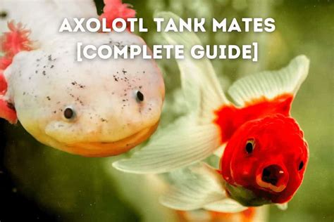 Axolotl Tank Mates [Complete Guide] – Pets From Afar