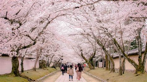 The 10 Most Beautiful Cherry Blossom (Sakura) Spots In Kyoto