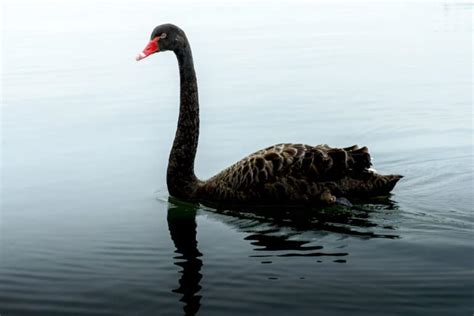 Black Swan Symbolism & Spiritual Meanings