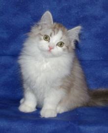 Adorable RagaMuffin Kittens | Take a Peak