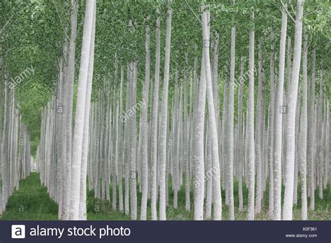 Poplar Tree Bark Stock Photos & Poplar Tree Bark Stock Images - Alamy