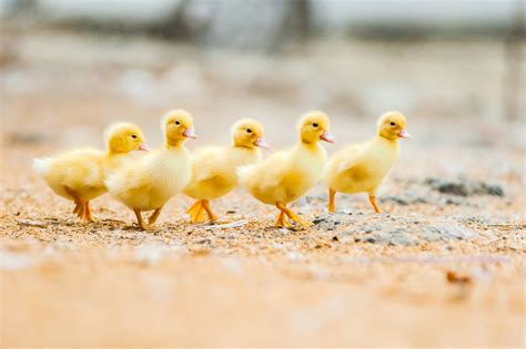 Raising Ducklings 101 | Blain's Farm & Fleet Blog