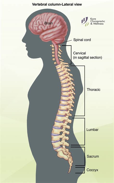 Spine Diagram Spinous Process Bones Of The Lumbar Spine And