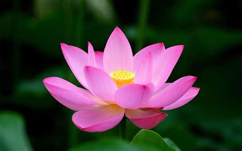 Lotus Flower Images Full Hd Wallpaper | Best Flower Site