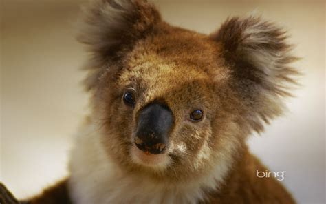 Best Of Bing Australia - Australian Landmarks & Animals Wallpaper (33719746) - Fanpop