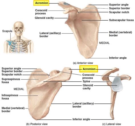 Acromion of scapula, acromion types and acromion fracture