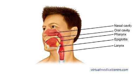 What Is The Floor Of Nasal Cavity Called | Viewfloor.co