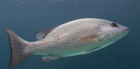 Popular Snapper Fish Species List - Red Snapper Fish, Red Snapper Fish Wholesale, Red Snapper ...