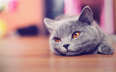 Cat Desktop Wallpapers - Top Free Cat Desktop Backgrounds - WallpaperAccess