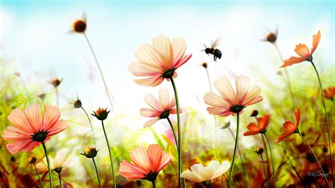 Summer Flower Wallpapers - Top Free Summer Flower Backgrounds - WallpaperAccess