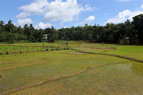 Rice Terraces and Rice Cultivation in Sri Lanka Stock Photo - Image of ceylon, lanka: 113670424