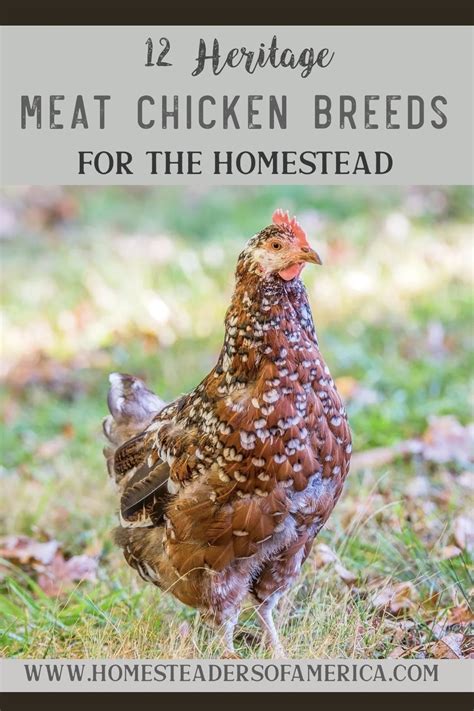 Heritage Meat Chicken Breeds .005 - Homesteaders of America