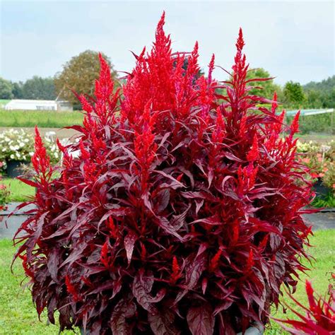 Celosia Dragons Breath for Sale | Garden Goods Direct