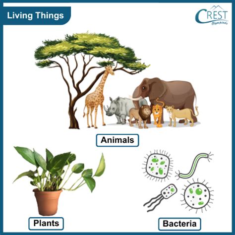 Living and Non-Living Things Class 1 Notes | Science Olympiad