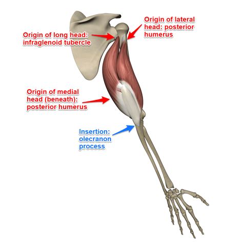 Triceps Brachii Muscle - Yoganatomy