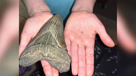 Megalodon tooth found in Maryland: Young aspiring paleontologist, Molly Sampson, makes 'once-in ...