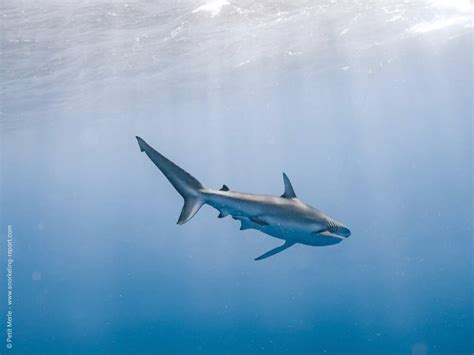 Snorkeling with Sharks off Oahu North Shore | Snorkeling in Hawaii