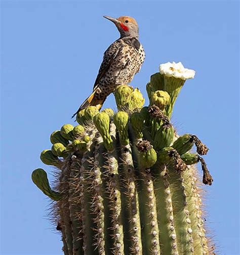 Saguaro ⋆ Tucson Audubon