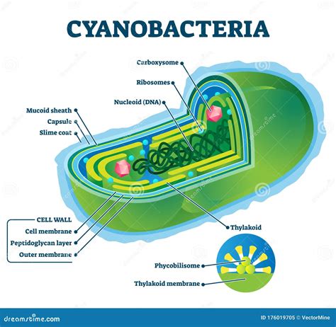 Cyanobacteria Vector Illustration. Labeled Bacteria Internal Structure Scheme Stock Vector ...