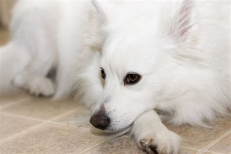 Miniature American Eskimo Puppies for Sale (Cute, Smart, & Healthy) | VIP Puppies