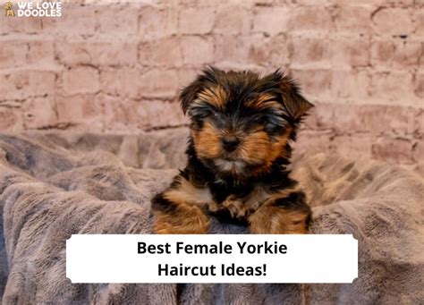 Teacup Yorkie Haircuts Pictures Examples