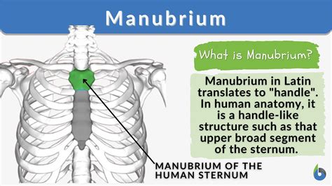 Manubrium Bone