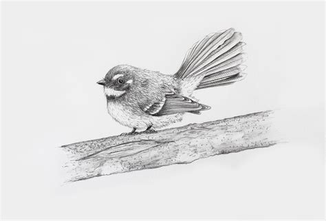 How To Draw A Realistic Bird Portrait In Pencil