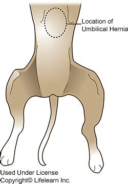 Hernia - Umbilical in Dogs | VCA Animal Hospital