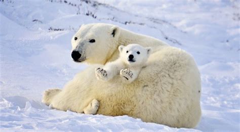 Polar Bear Cubs Are Becoming a Rare Sight in the Arctic