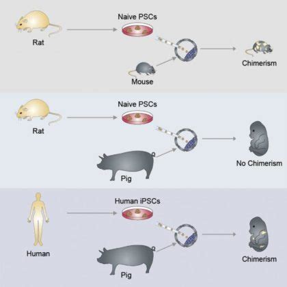 Milestone Breakthrough: Scientists Create the First Human-Pig Hybrid Embryo : Conscious Life News