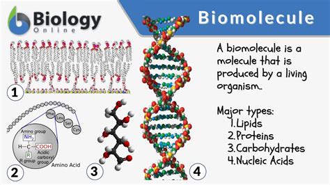 Nucleic Acids Structures Properties And Functions