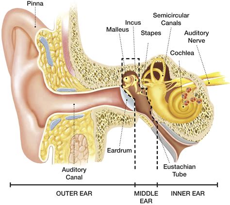 Parts Of The Ear Diagram Labeled