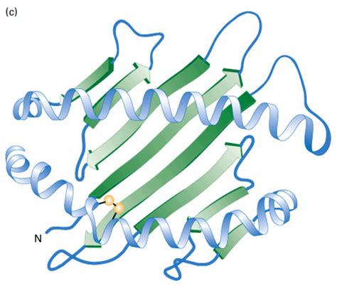 What Are Proteins? Primary, Secondary, Tertiary, and Quaternary Structure - Owlcation