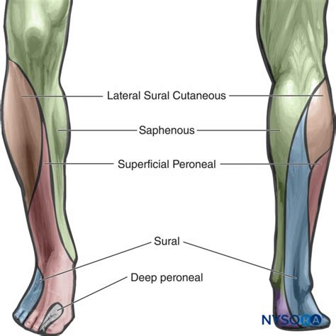 Popliteal Sciatic Nerve Block - Landmarks and Nerve Stimulator Technique - NYSORA | NYSORA