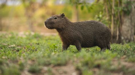 Largest Rodents in the World