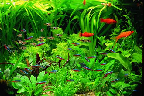 Best Live Plants for Betta Fishes Review and Buying Guide | Constant Delights