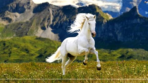 White Running Horse Wallpaper | Best Wallpapers HD Collection